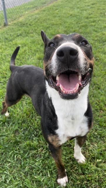 Enlarge DINA, a Adoptable mixed breed in Rosenberg, TX image 1/2