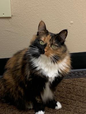 Taz, a Adoptable Calico in Upland, CA image 1/4