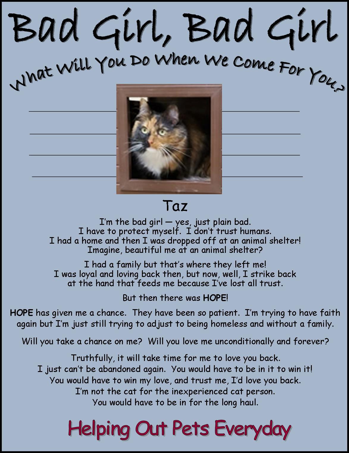 Taz, a Adoptable Calico in Upland, CA image 2/4