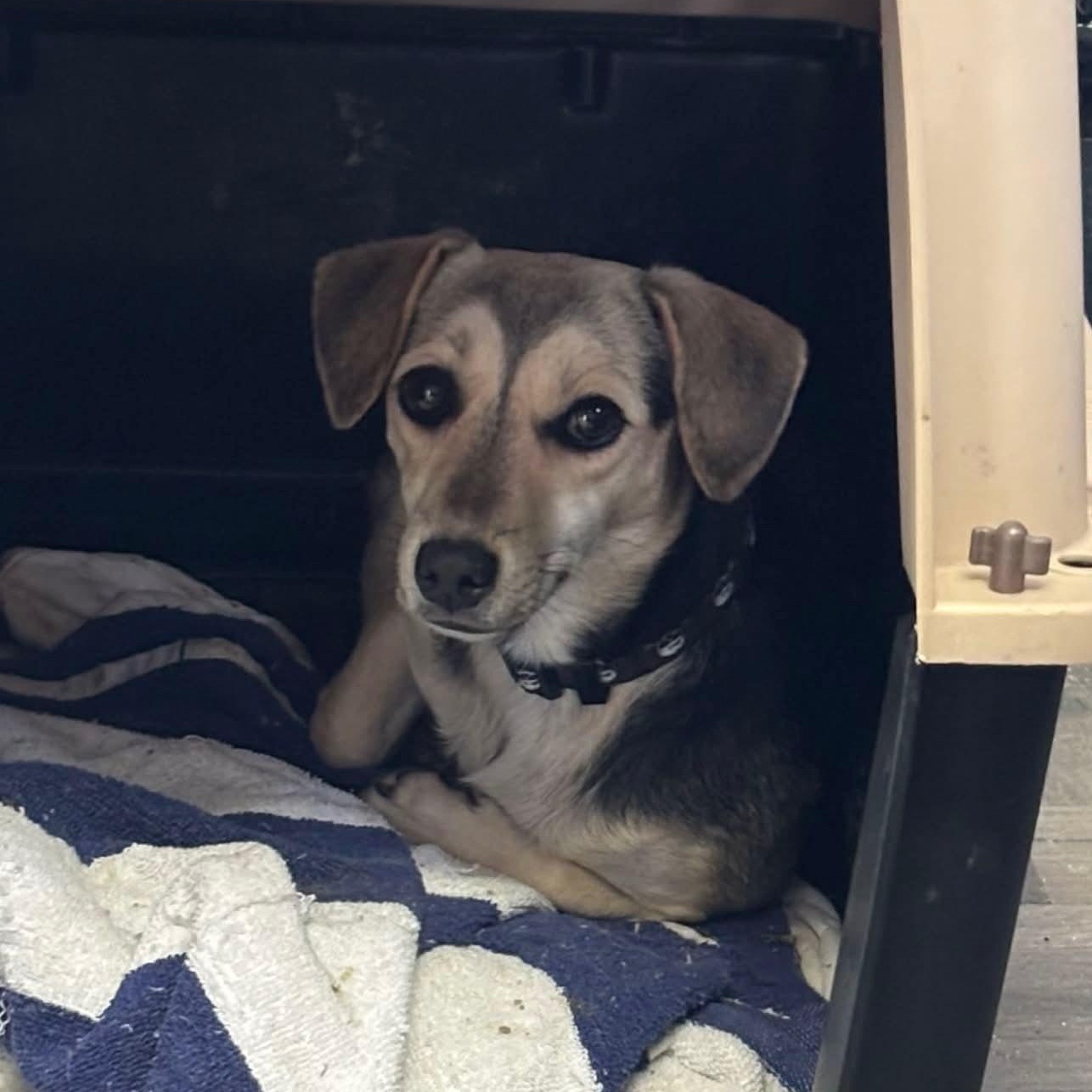 Enlarge Zuri, a ADOPTABLE mixed breed in Toronto, ON image 3/3