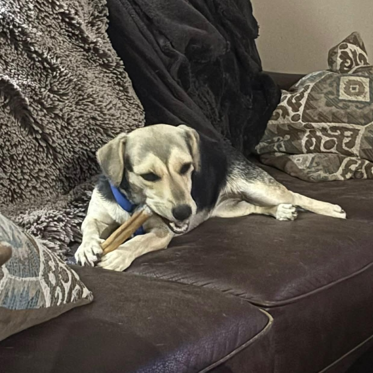 Enlarge Zuri, a ADOPTABLE mixed breed in Toronto, ON image 2/3