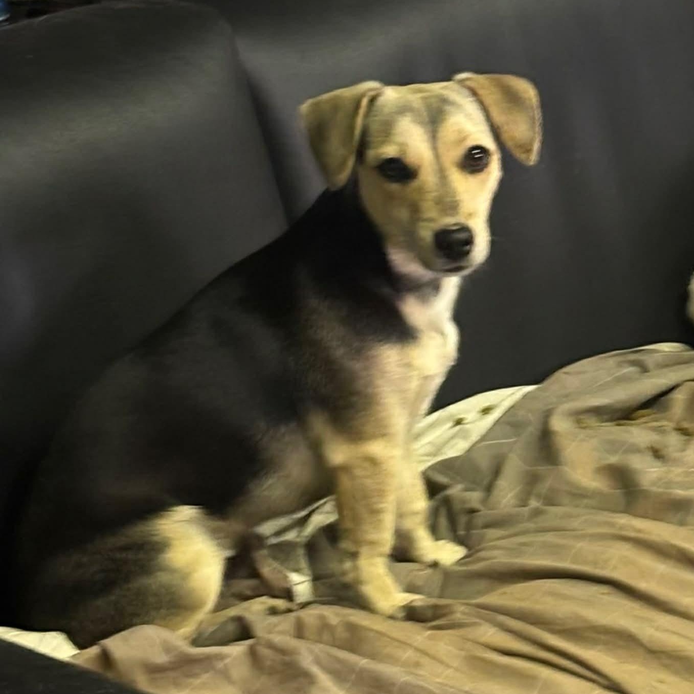 Zuri, ADOPTABLE, Young Female Terrier.