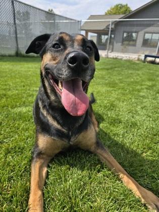 Puddin, Adoptable, Adult Female Mixed Breed & Mixed Breed.