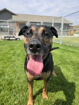 Enlarge Puddin, a Adoptable mixed breed in Missoula, MT image 2/3