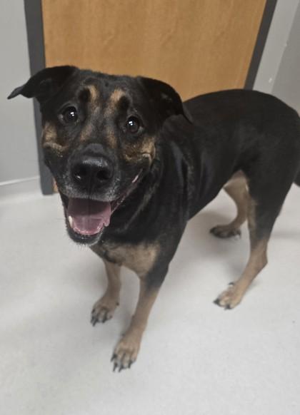 Enlarge Puddin, a Adoptable mixed breed in Missoula, MT image 3/3
