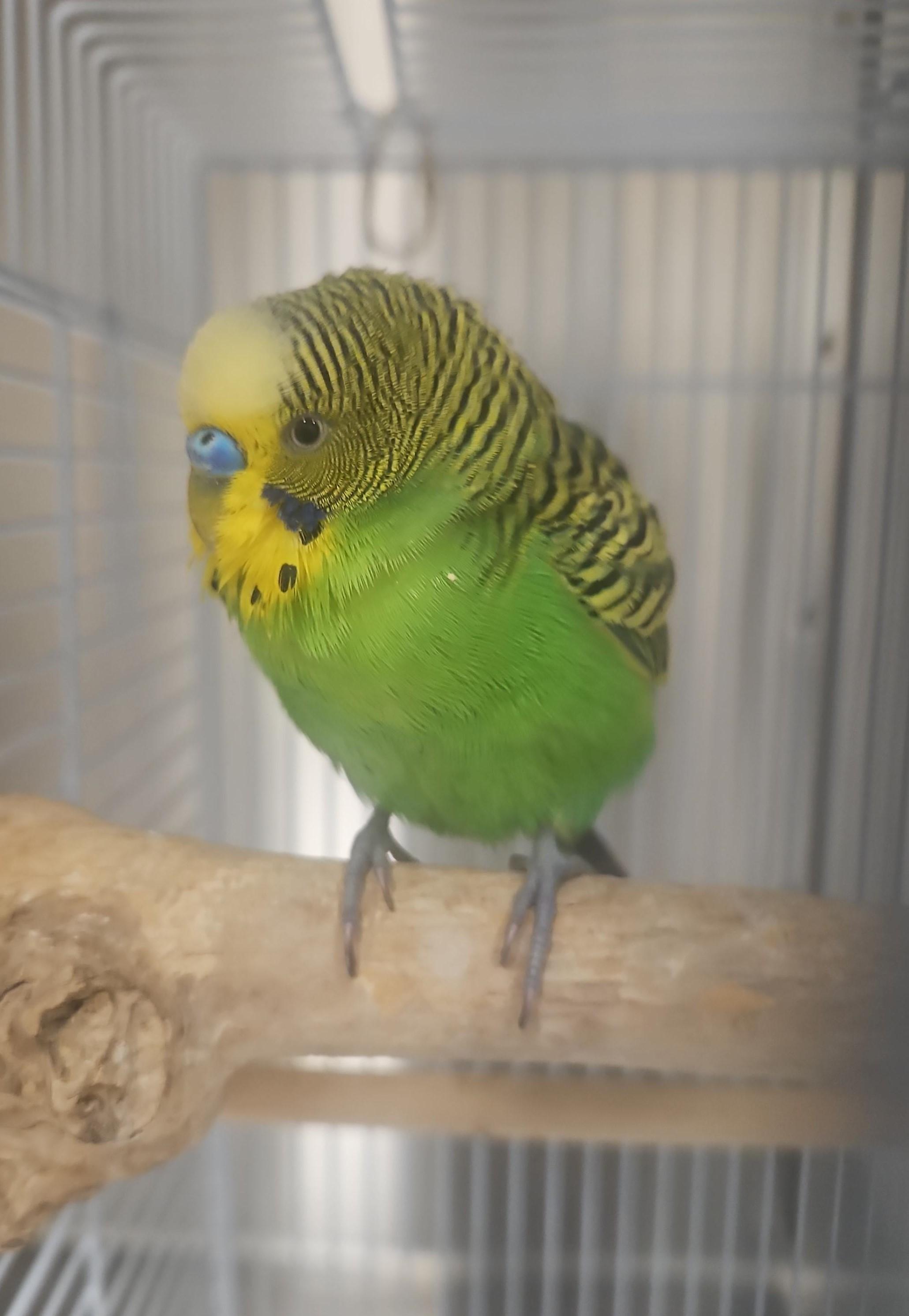 Enlarge Cody, a ADOPTABLE Budgie / Budgerigar in Mississauga, ON image 1/1