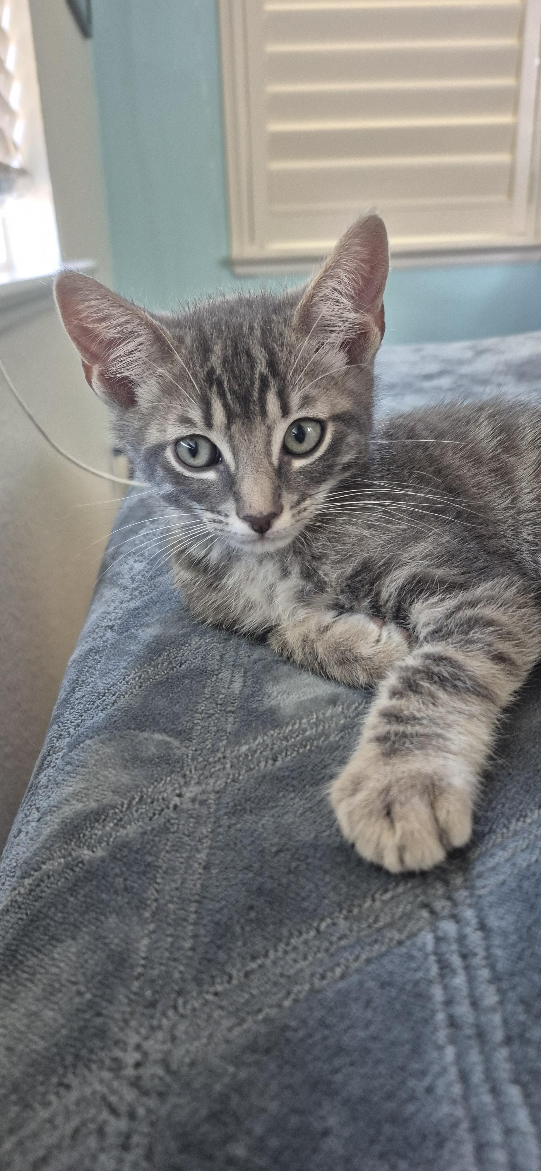 Buddy Jr, a Adopted Domestic Short Hair in Rio Linda, CA image 1/6