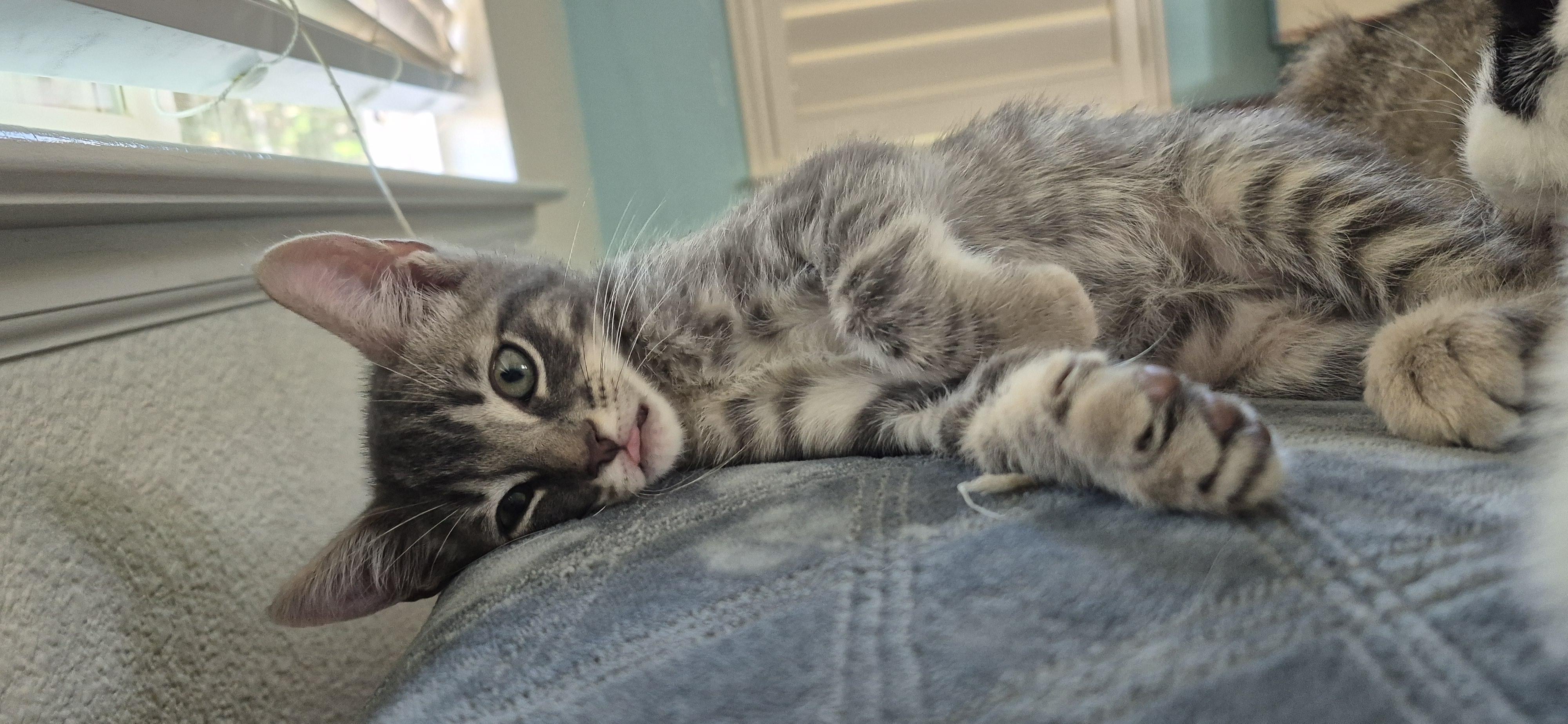 Buddy Jr, a Adopted Domestic Short Hair in Rio Linda, CA image 2/6