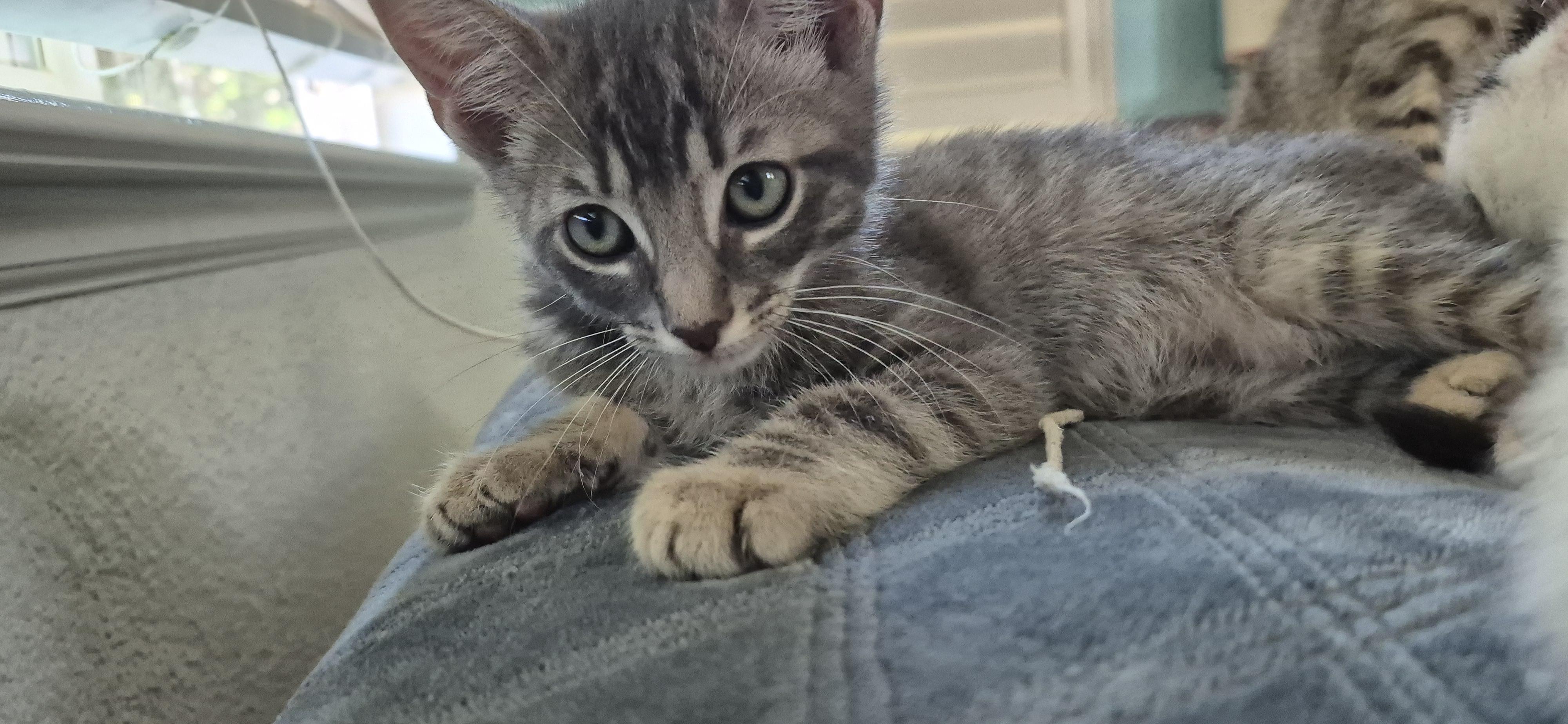 Buddy Jr, a Adopted Domestic Short Hair in Rio Linda, CA image 3/6