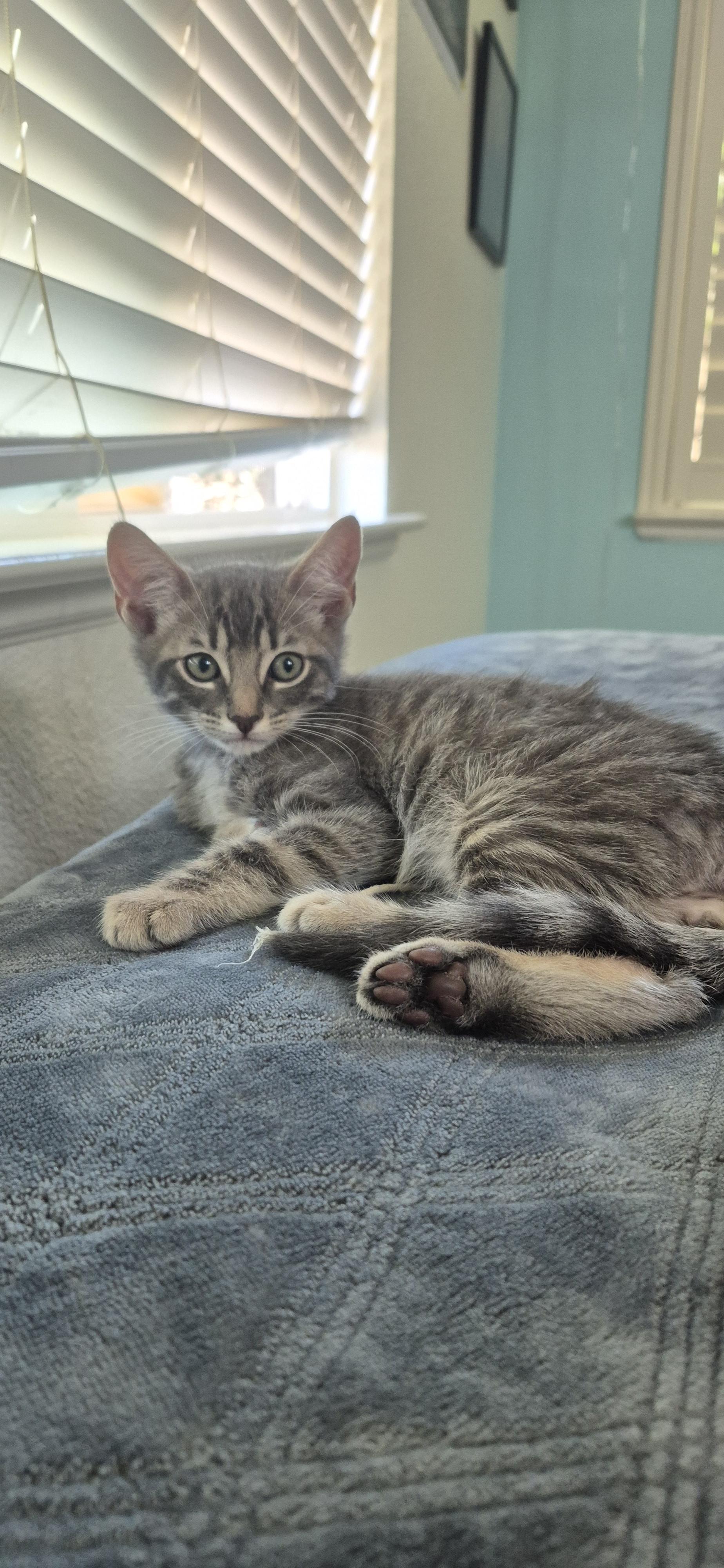 Buddy Jr, a Adopted Domestic Short Hair in Rio Linda, CA image 4/6