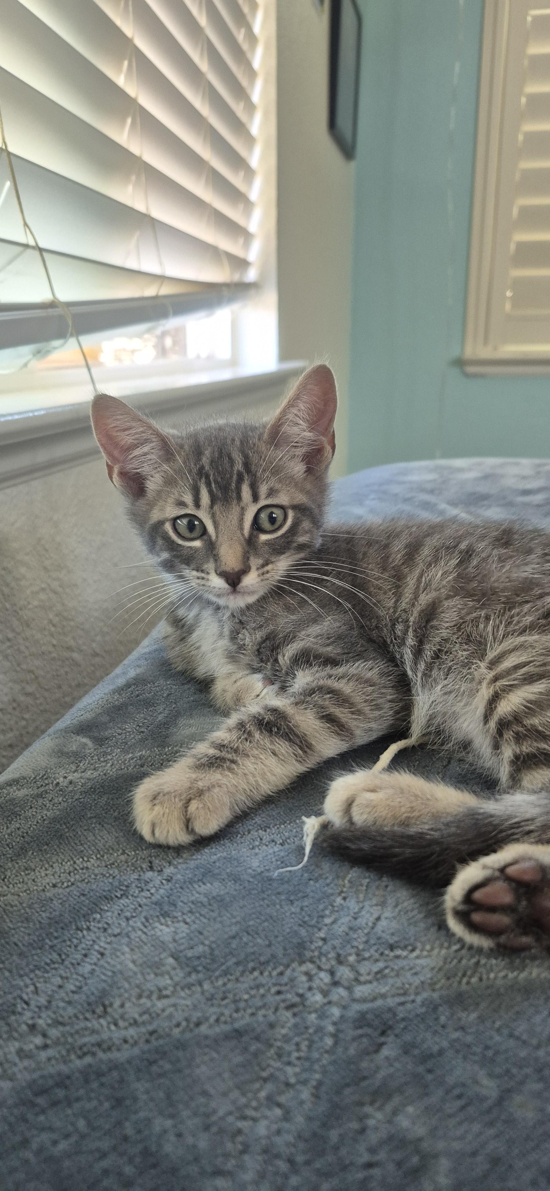 Buddy Jr, a Adopted Domestic Short Hair in Rio Linda, CA image 5/6