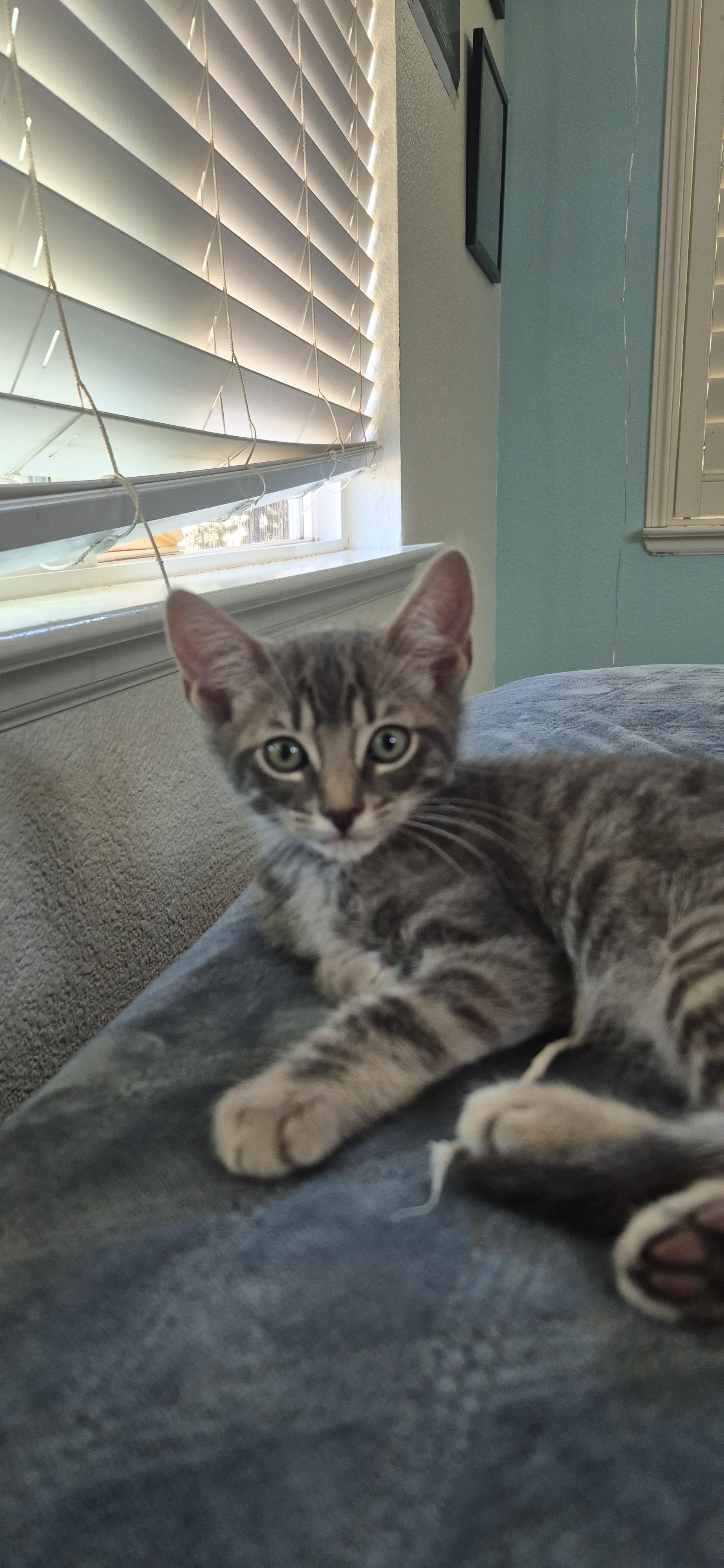 Buddy Jr, a Adopted Domestic Short Hair in Rio Linda, CA image 6/6
