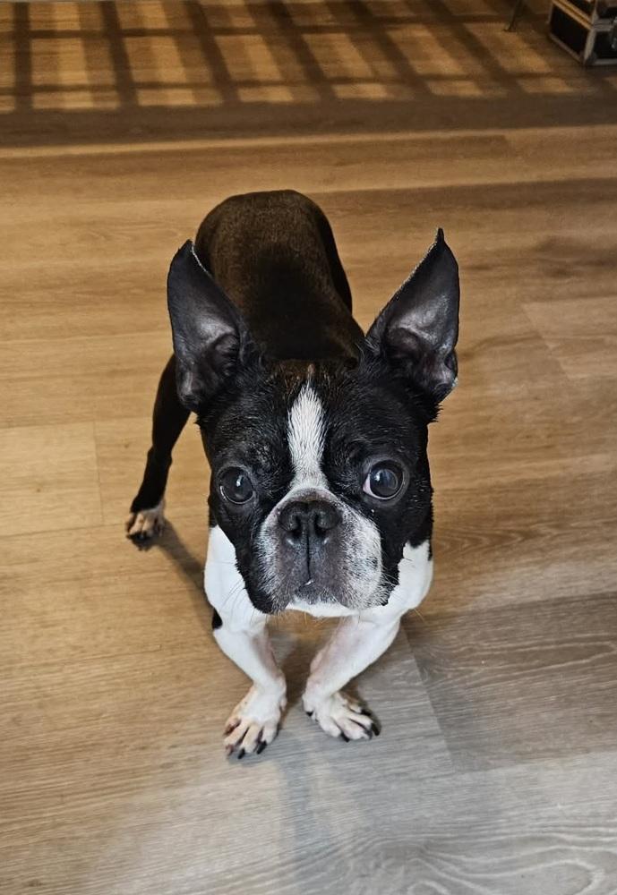 Happy, Adoptable, Adult Male Boston Terrier.
