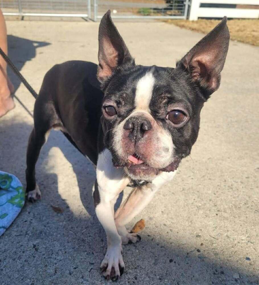 Enlarge Happy, a Adoptable mixed breed in WARNER ROBINS, GA image 2/5