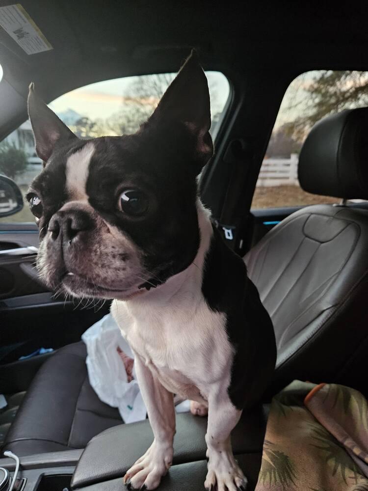 Enlarge Happy, a Adoptable mixed breed in WARNER ROBINS, GA image 5/5