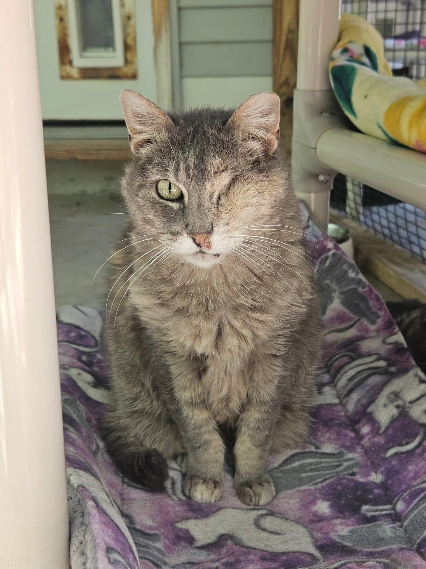 Caramel, a ADOPTABLE Domestic Short Hair in Westbrook, CT image 5/5