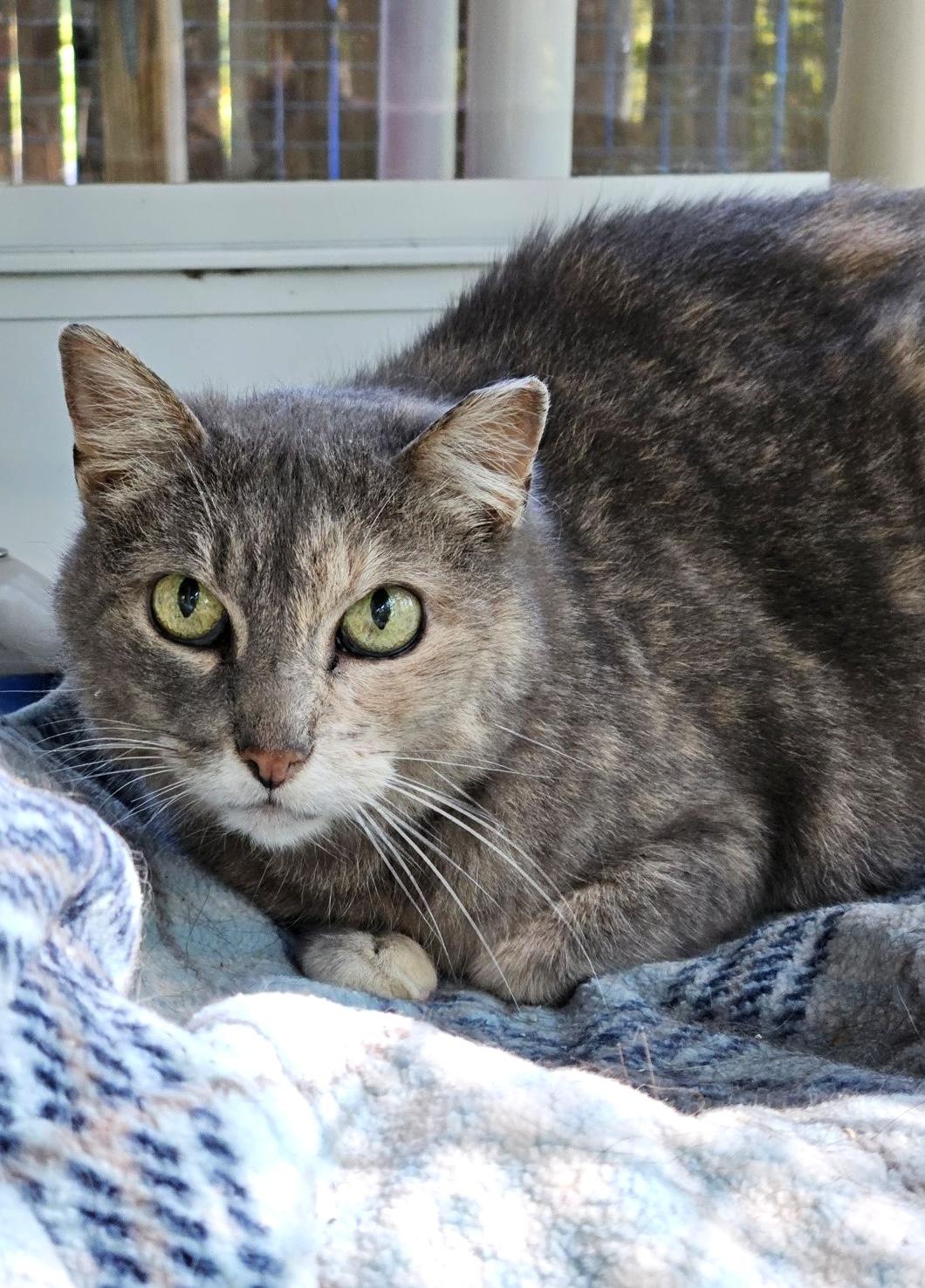 Caramel, a ADOPTABLE Domestic Short Hair in Westbrook, CT image 4/5