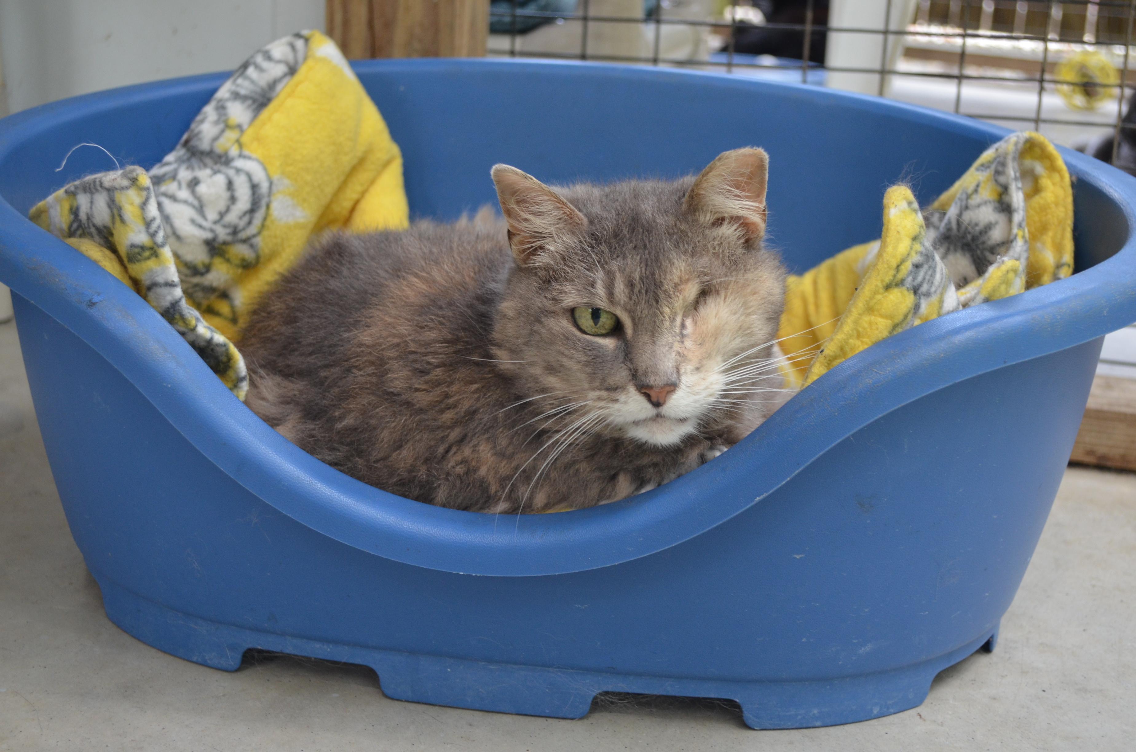 Caramel, a ADOPTABLE Domestic Short Hair in Westbrook, CT image 2/5