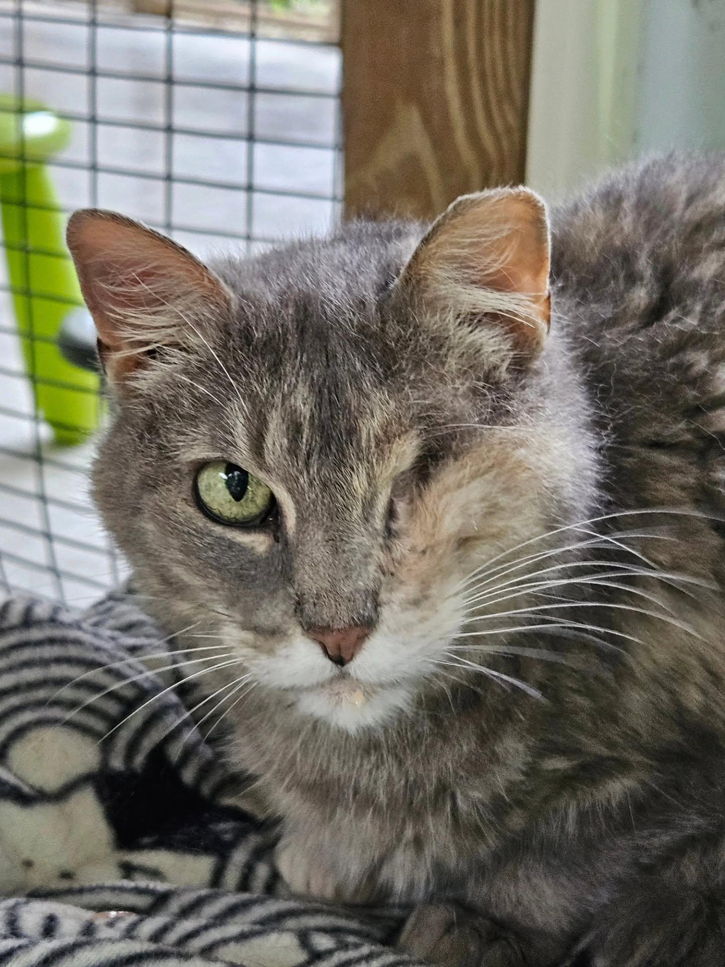 Caramel, ADOPTABLE, Senior Female Domestic Short Hair.