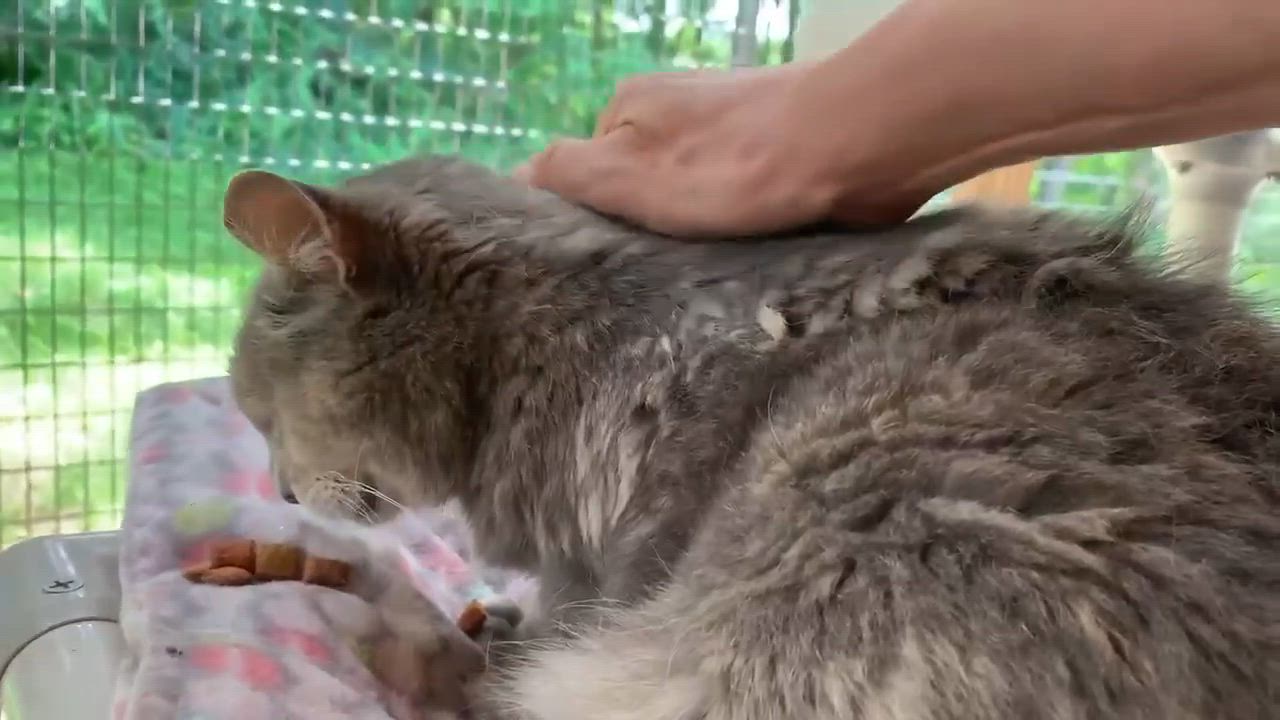 Enlarge Caramel, a ADOPTABLE Domestic Short Hair in Westbrook, CT video 3/5