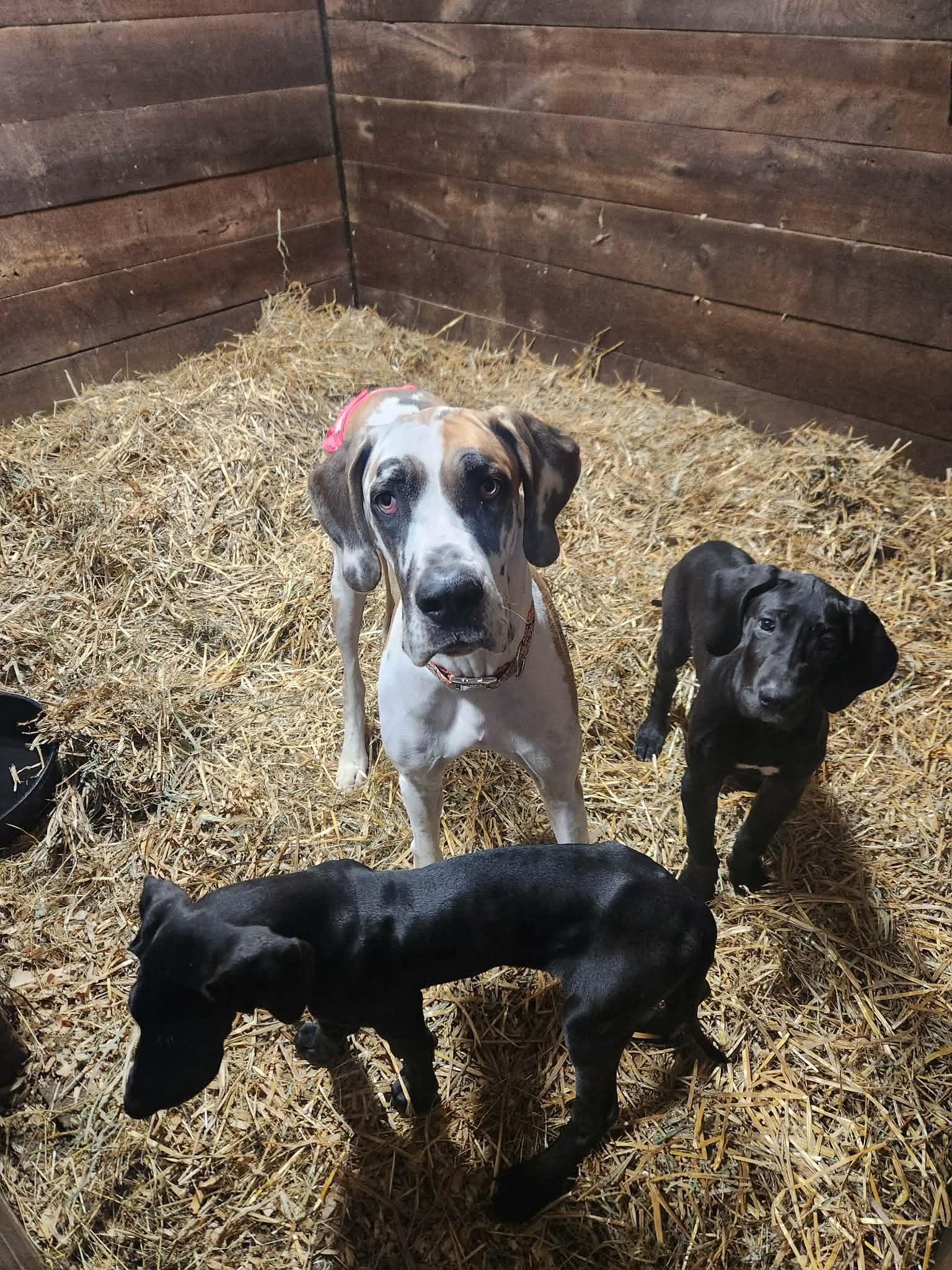 Enlarge Indigo, a ADOPTABLE Great Dane in Macomb, MI image 1/2