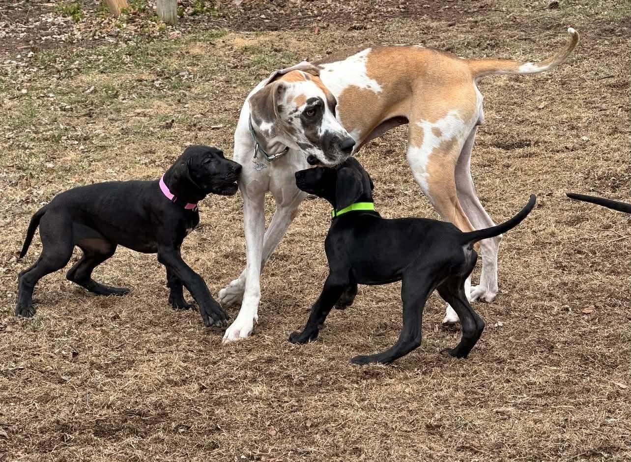 Enlarge Indigo, a ADOPTABLE Great Dane in Macomb, MI image 2/2