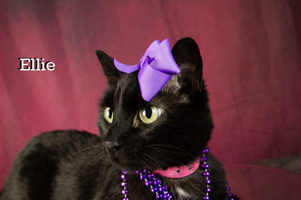 Enlarge Ellie, a Adoptable Domestic Short Hair in York, NE image 4/6