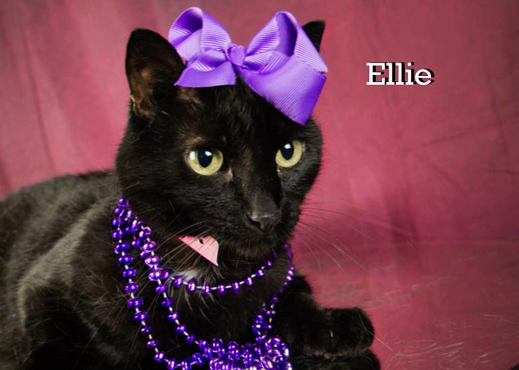 Enlarge Ellie, a Adoptable Domestic Short Hair in York, NE image 6/6