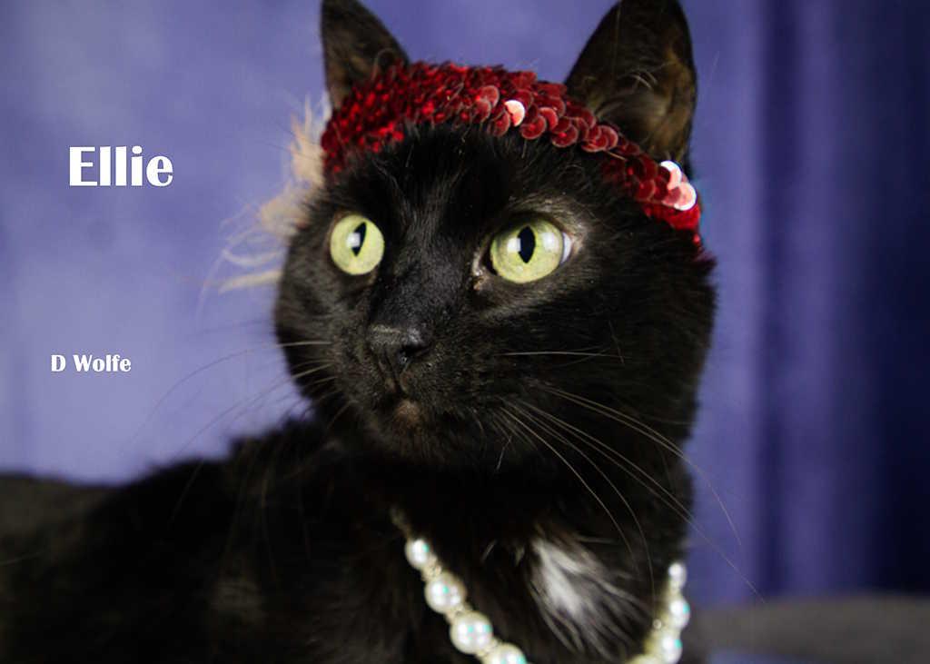 Enlarge Ellie, a Adoptable Domestic Short Hair in York, NE image 1/5