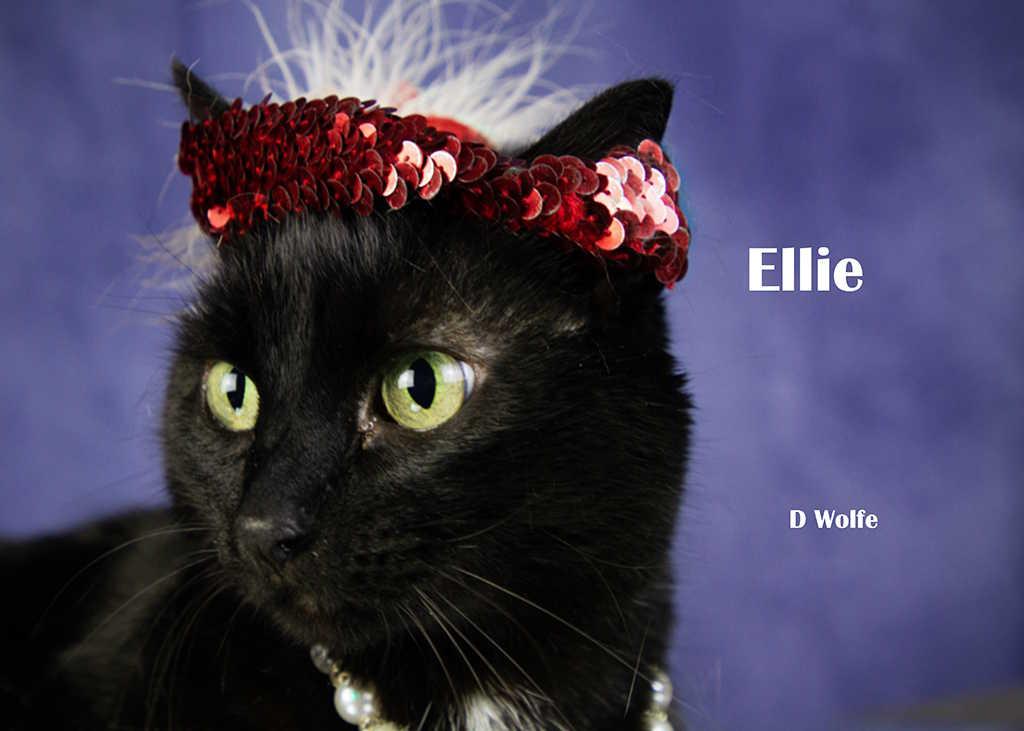 Enlarge Ellie, a Adoptable Domestic Short Hair in York, NE image 2/5