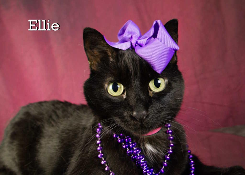 Ellie, Adoptable, Adult Female Domestic Short Hair.