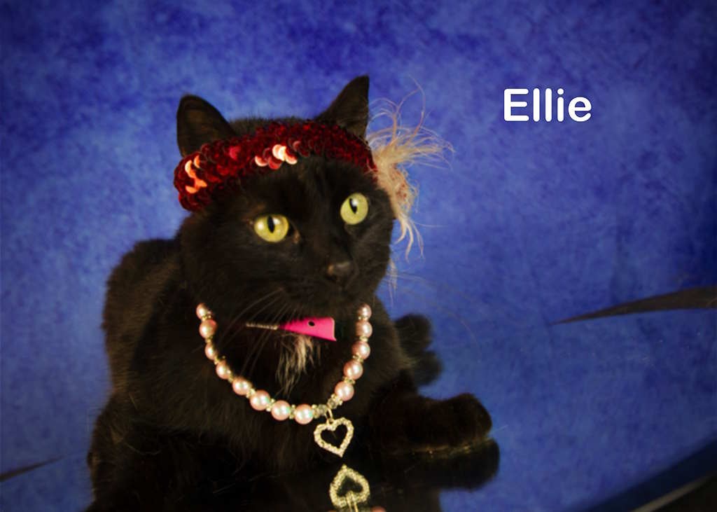 Ellie photo 4