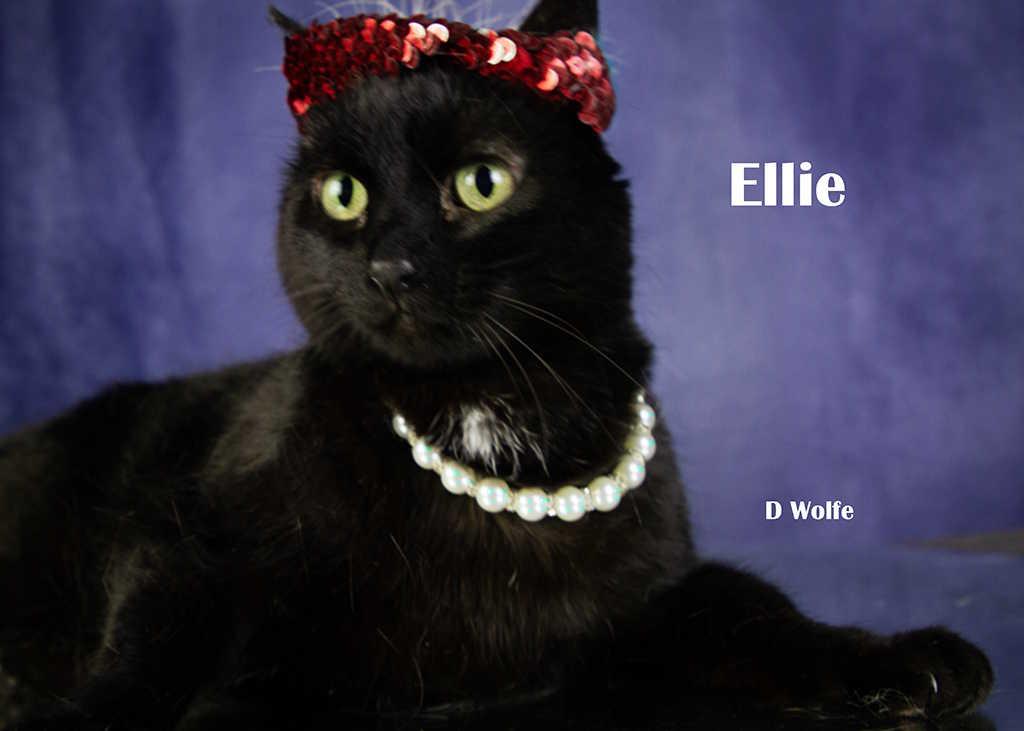 Enlarge Ellie, a Adoptable Domestic Short Hair in York, NE image 5/5