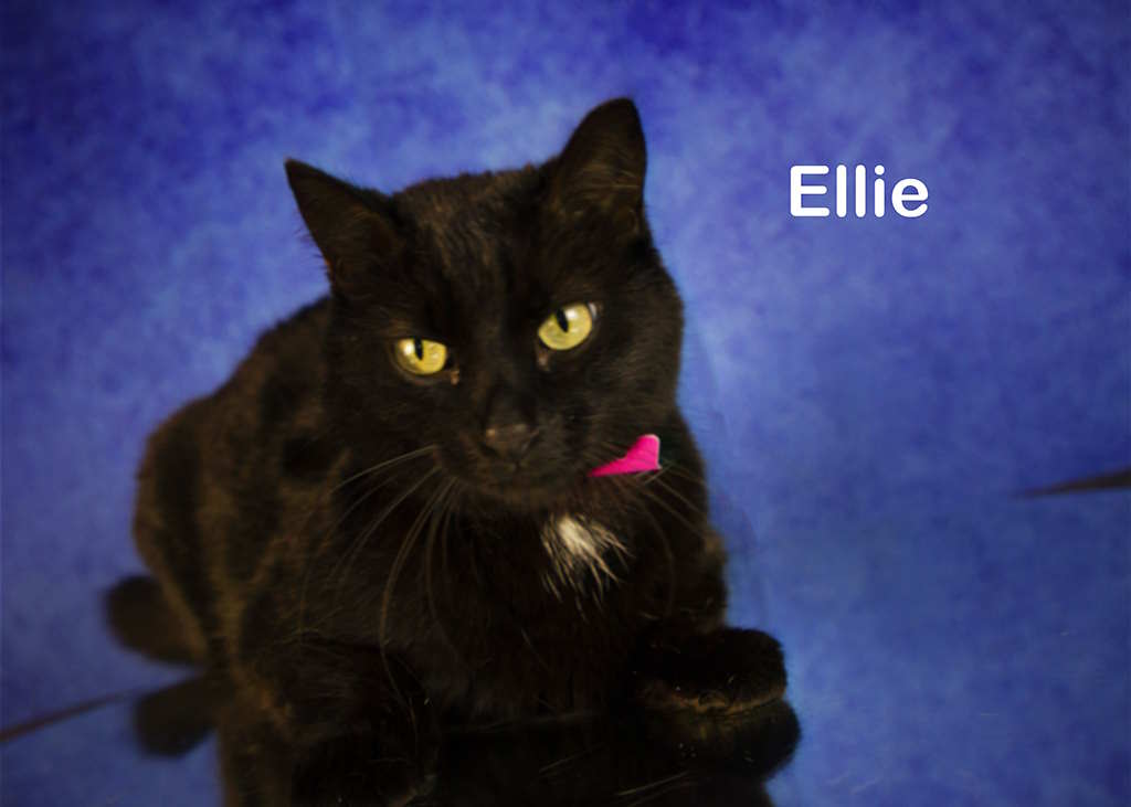 Enlarge Ellie, a Adoptable Domestic Short Hair in York, NE image 5/6