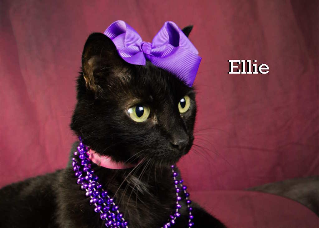 Enlarge Ellie, a Adoptable Domestic Short Hair in York, NE image 2/6