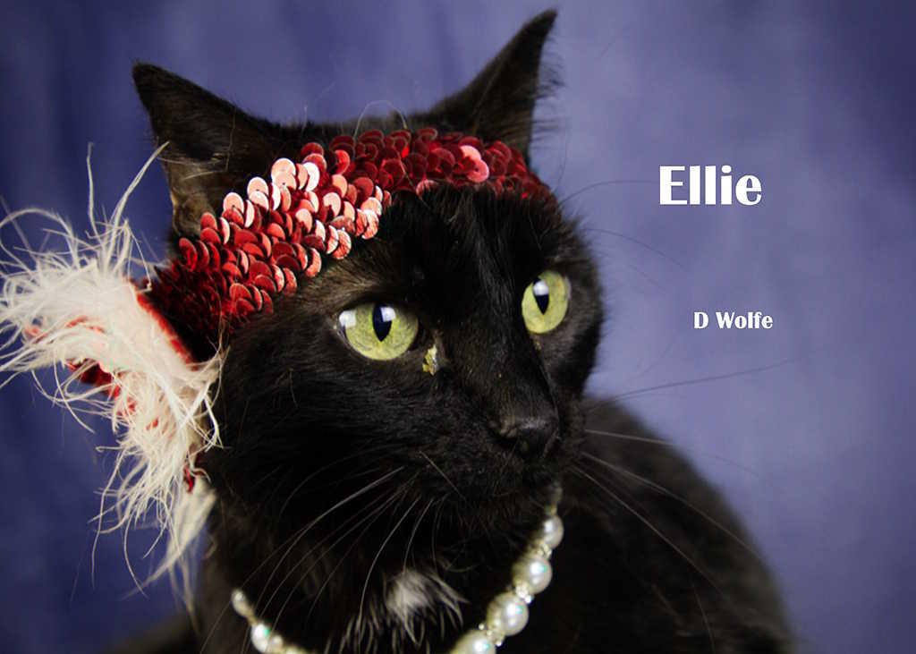 Enlarge Ellie, a Adoptable Domestic Short Hair in York, NE image 3/5