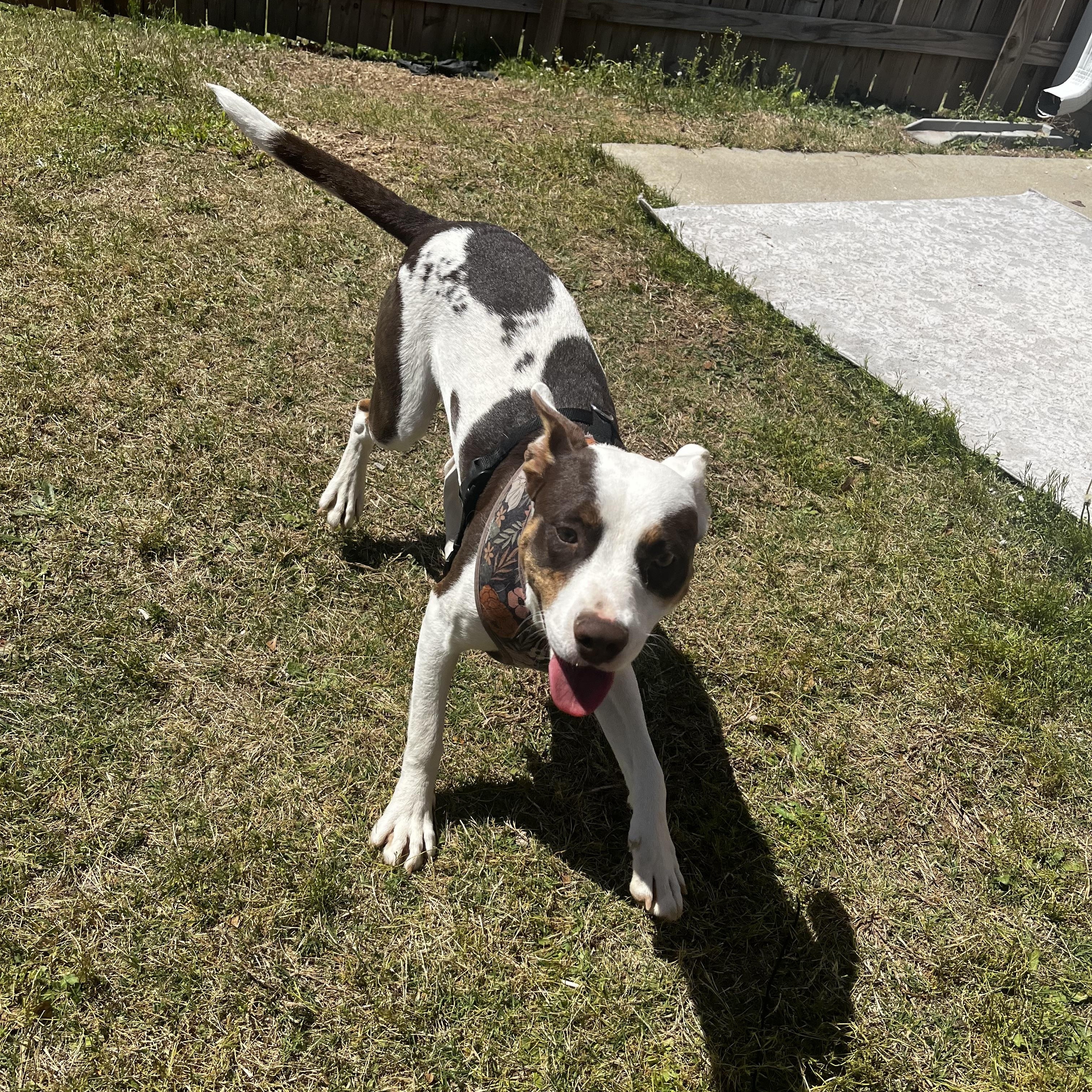 Enlarge Abby Kate, a ADOPTABLE Mixed Breed in Grayson, GA image 2/4