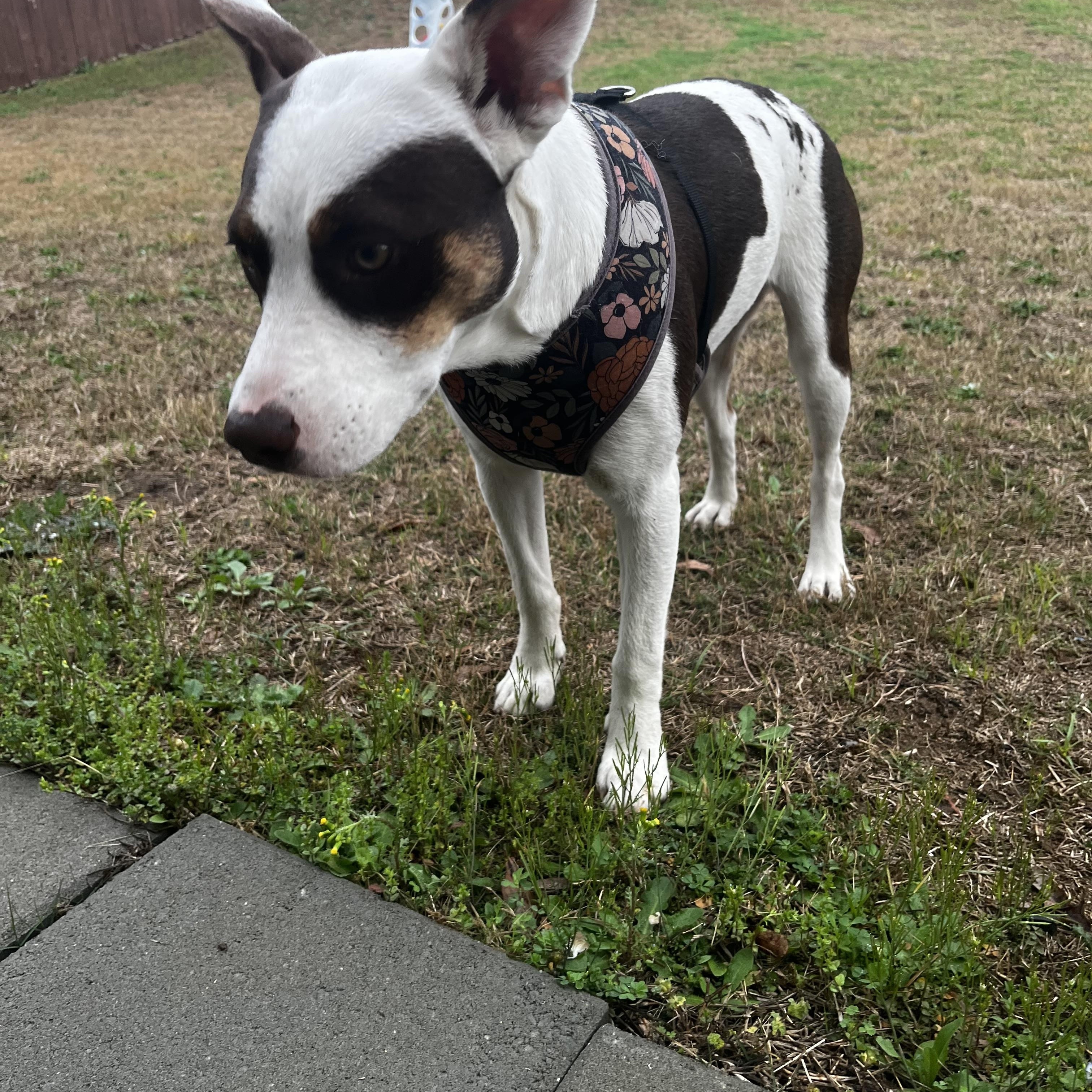 Enlarge Abby Kate, a ADOPTABLE Mixed Breed in Grayson, GA image 4/4