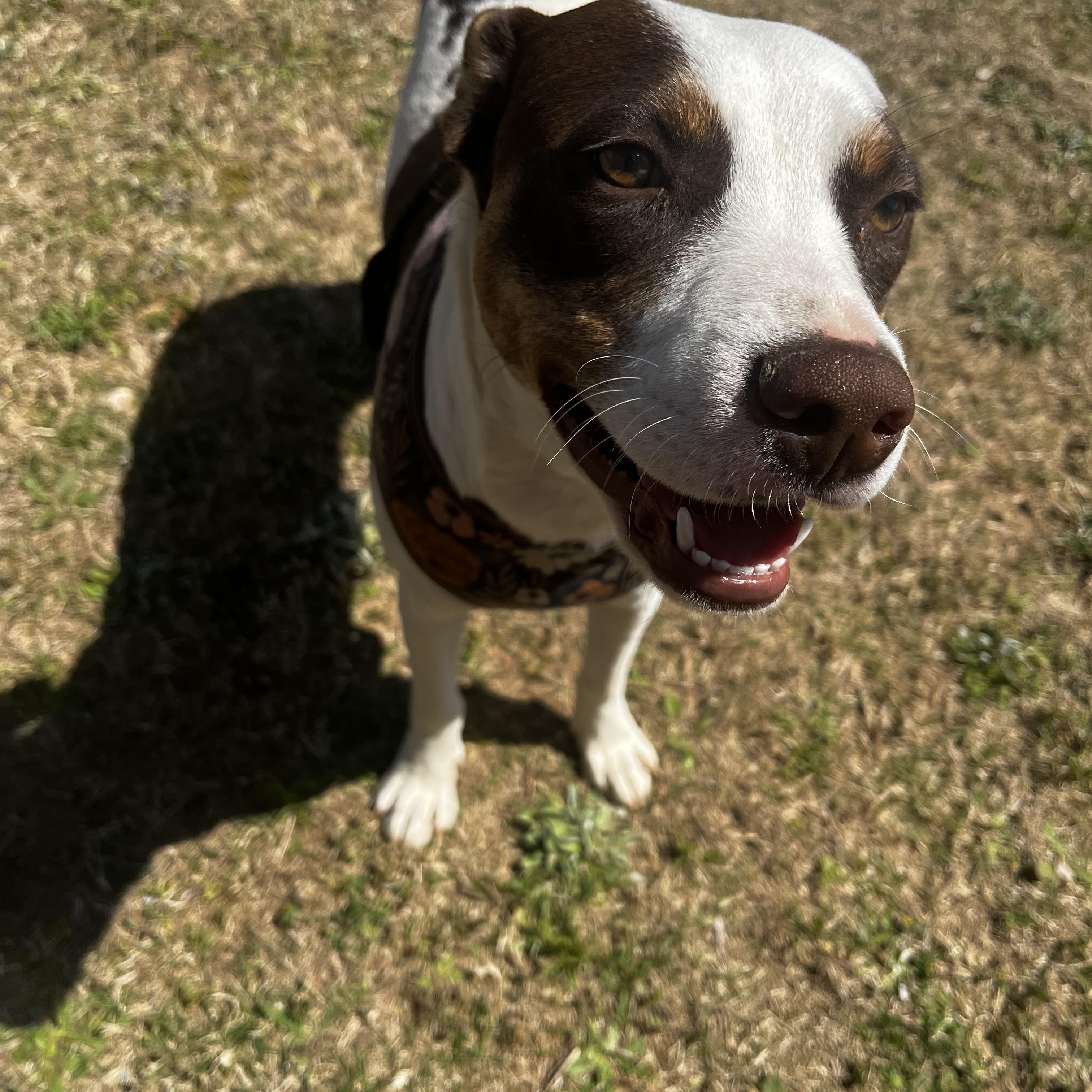 Enlarge Abby Kate, a ADOPTABLE Mixed Breed in Grayson, GA image 3/4