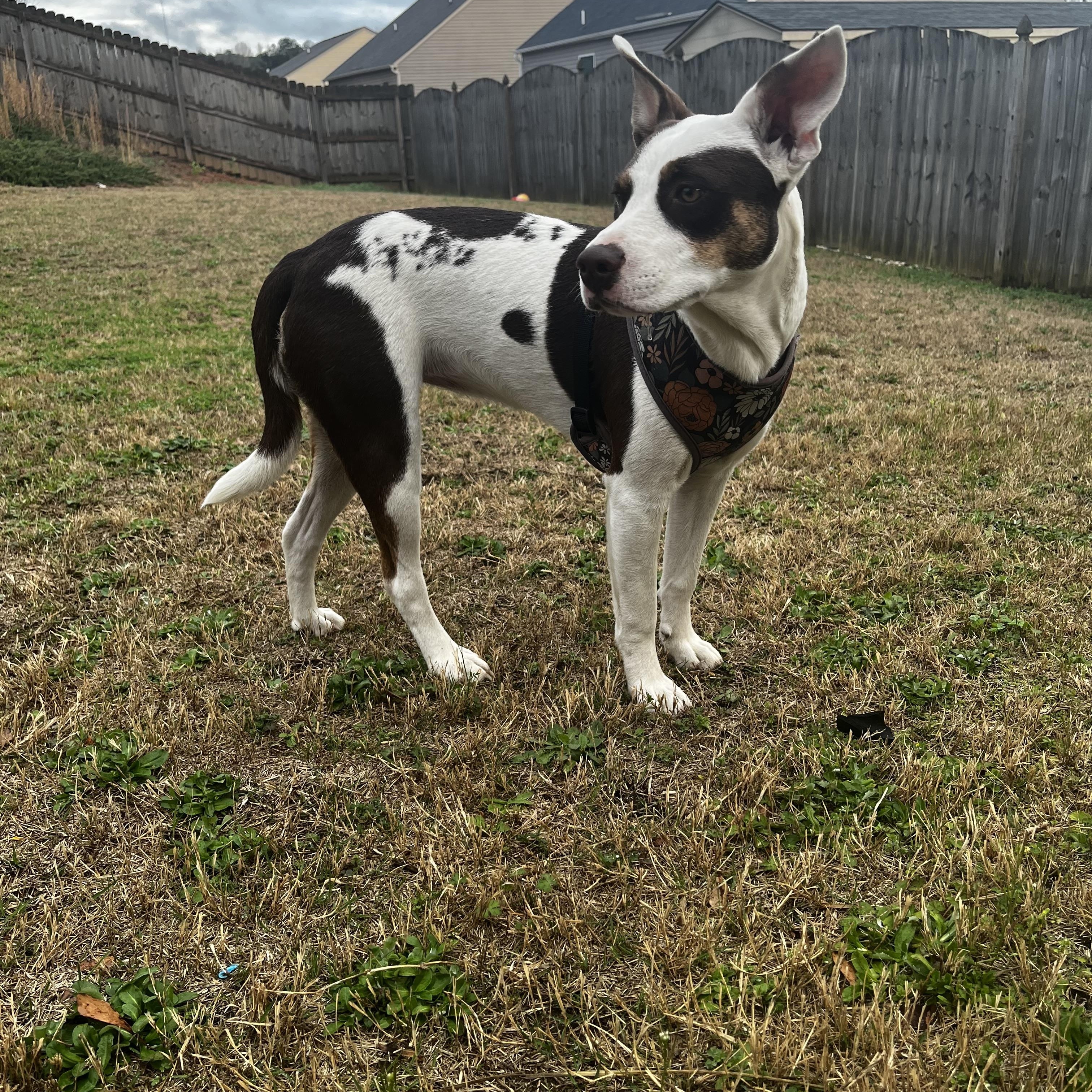 Enlarge Abby Kate, a ADOPTABLE Mixed Breed in Grayson, GA image 1/4