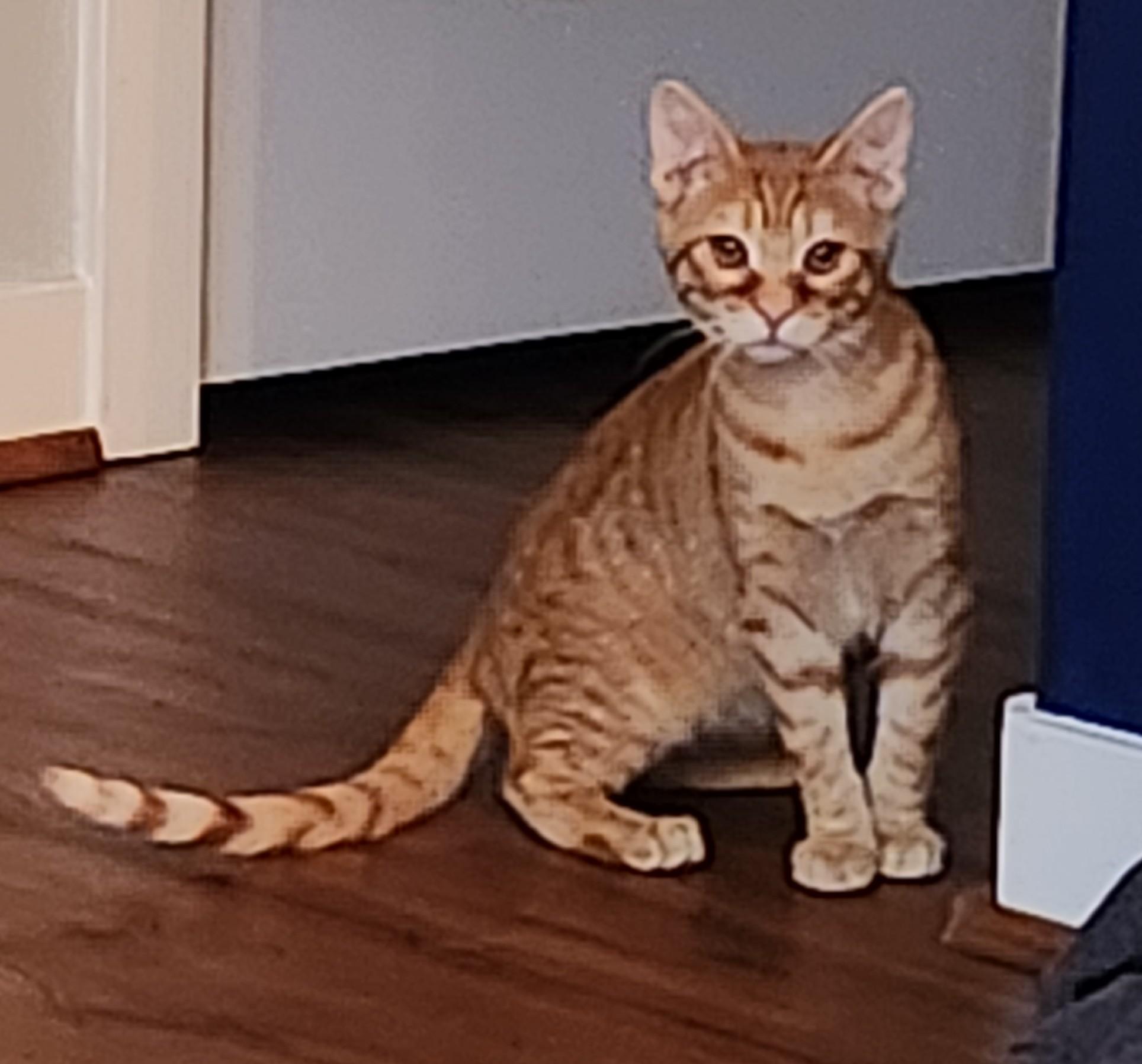 Fox, a Adoptable Domestic Short Hair in Hillsboro, OR image 3/3