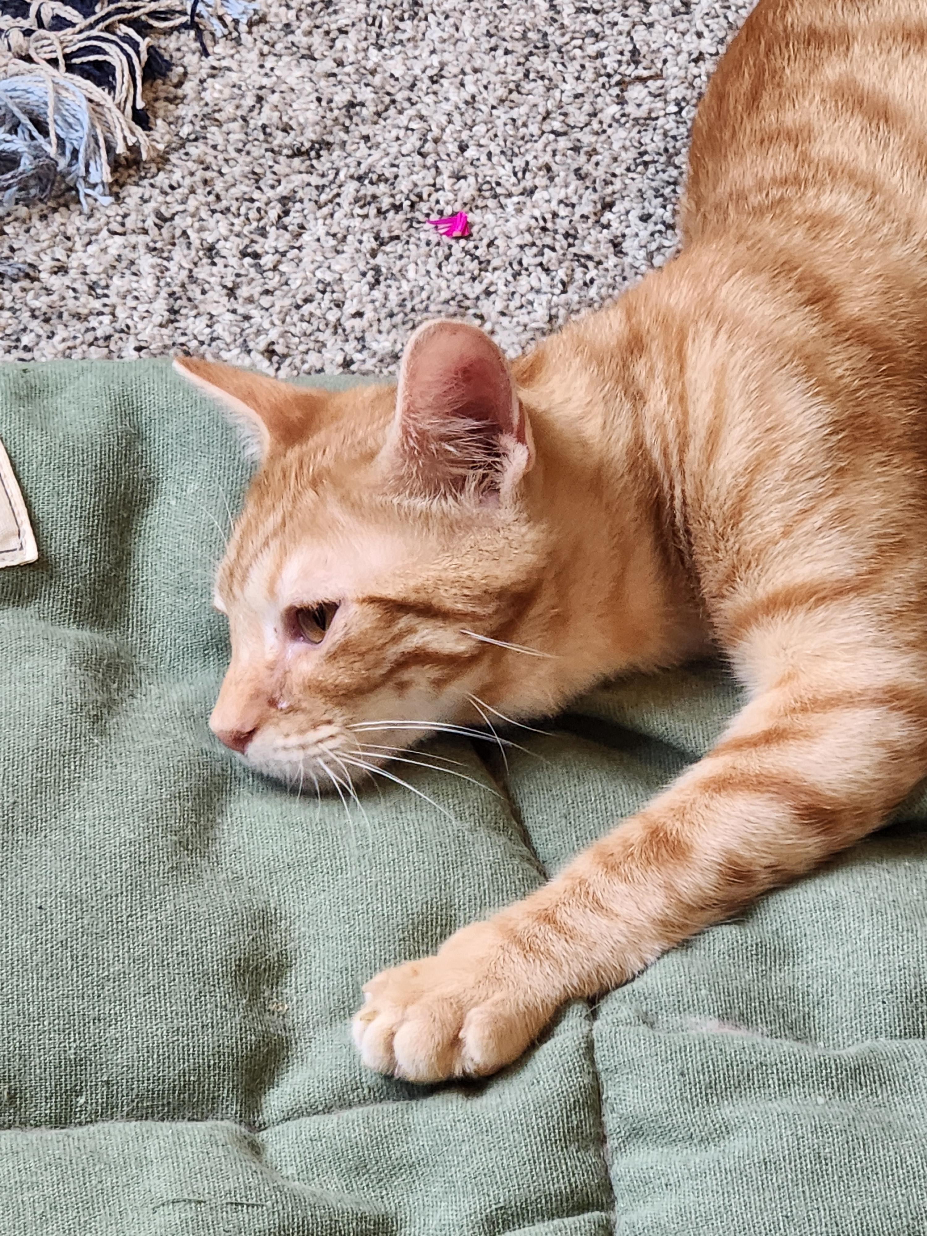 Fox, an adoptable Domestic Short Hair in Hillsboro, OR, 97006 | Photo Image 2