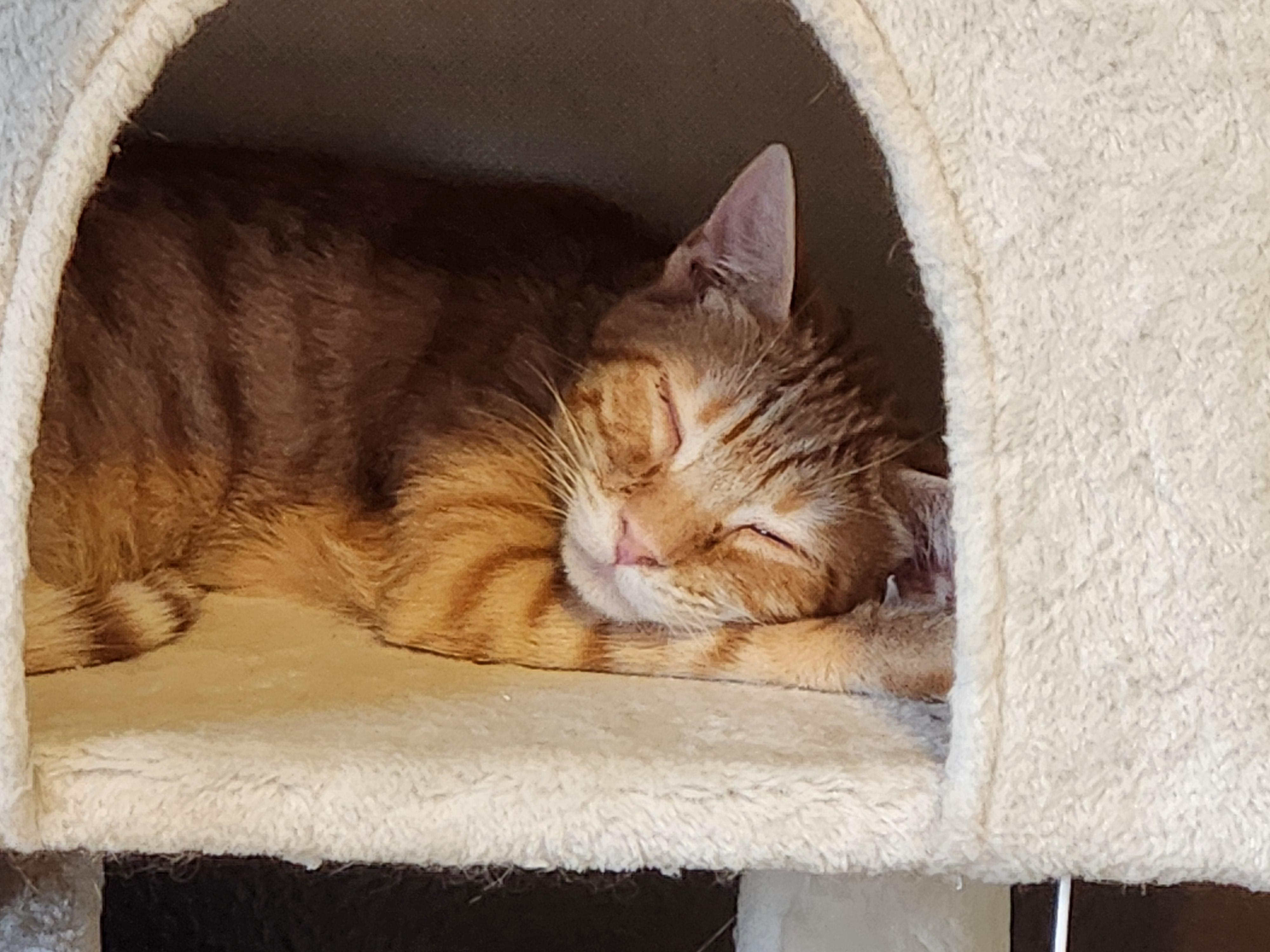 Fox, a Adoptable Domestic Short Hair in Hillsboro, OR image 1/3