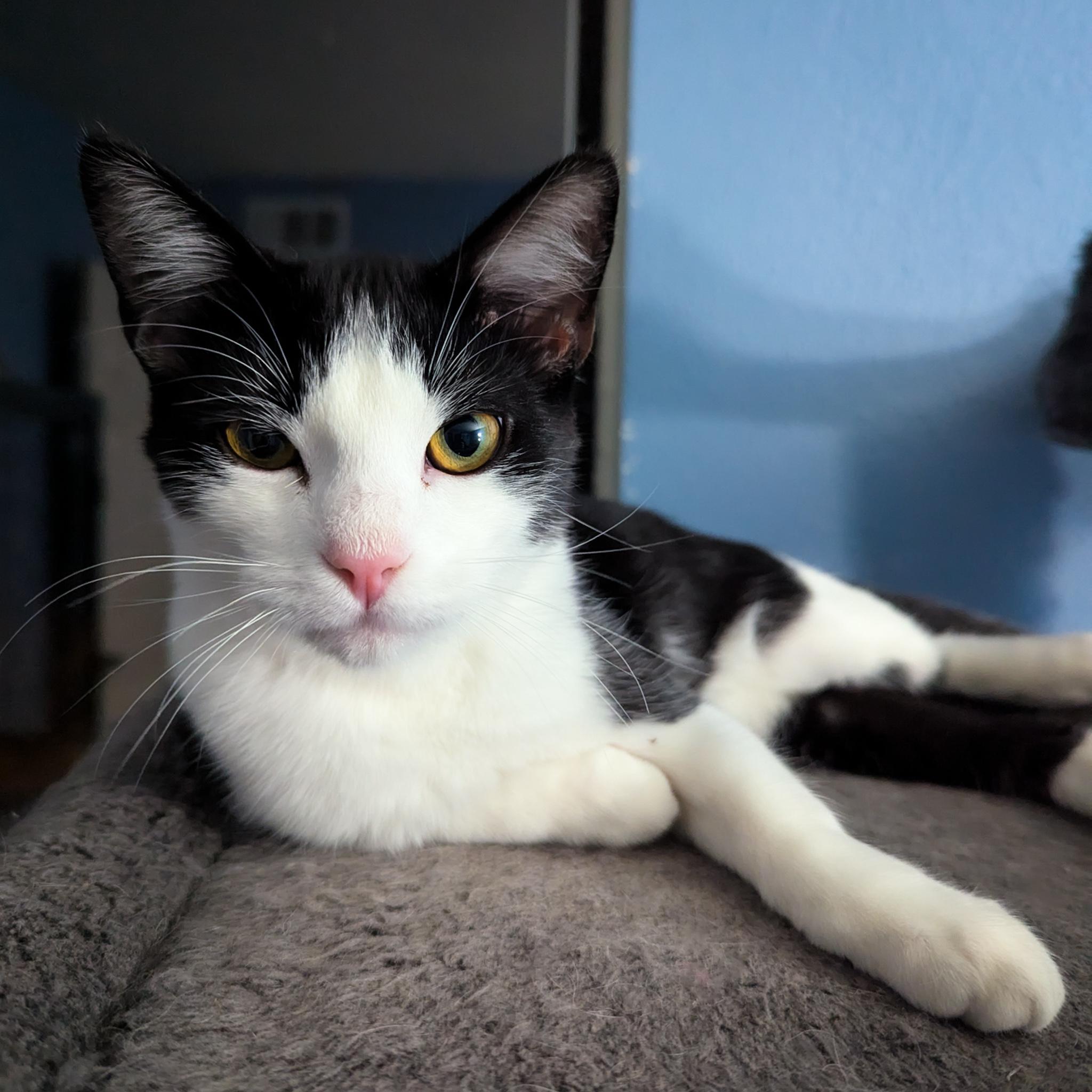 Piquillo, Adoptable, Young Male Domestic Short Hair.