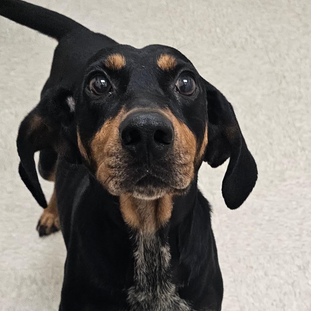 Enlarge Boomer, a Adoptable Mixed Breed in Chatham, VA image 2/3