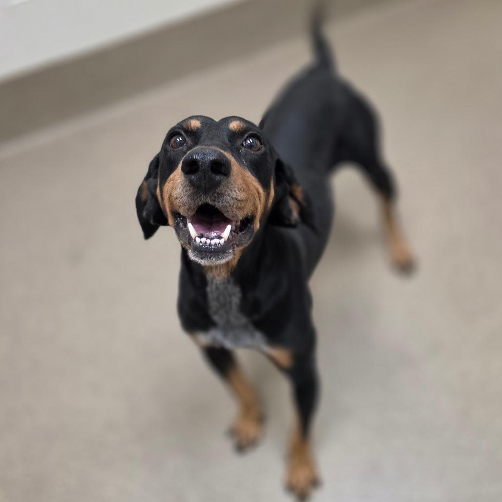 Enlarge Boomer, a Adoptable Mixed Breed in Chatham, VA image 3/5