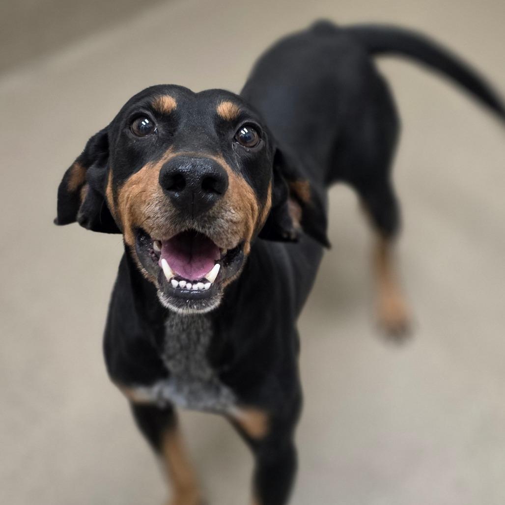 Enlarge Boomer, a Adoptable Mixed Breed in Chatham, VA image 5/5