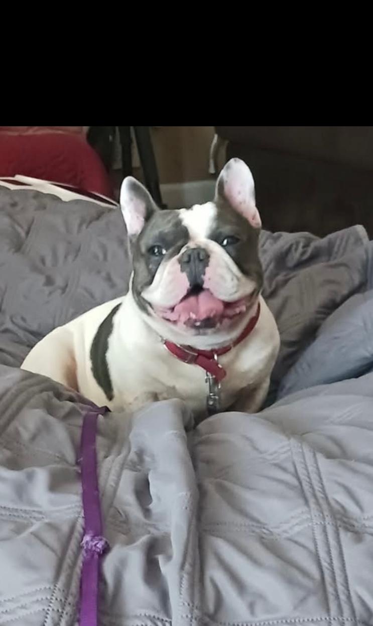 Enlarge Mochi, an adopted French Bulldog in Oakdale, CA image 2/5