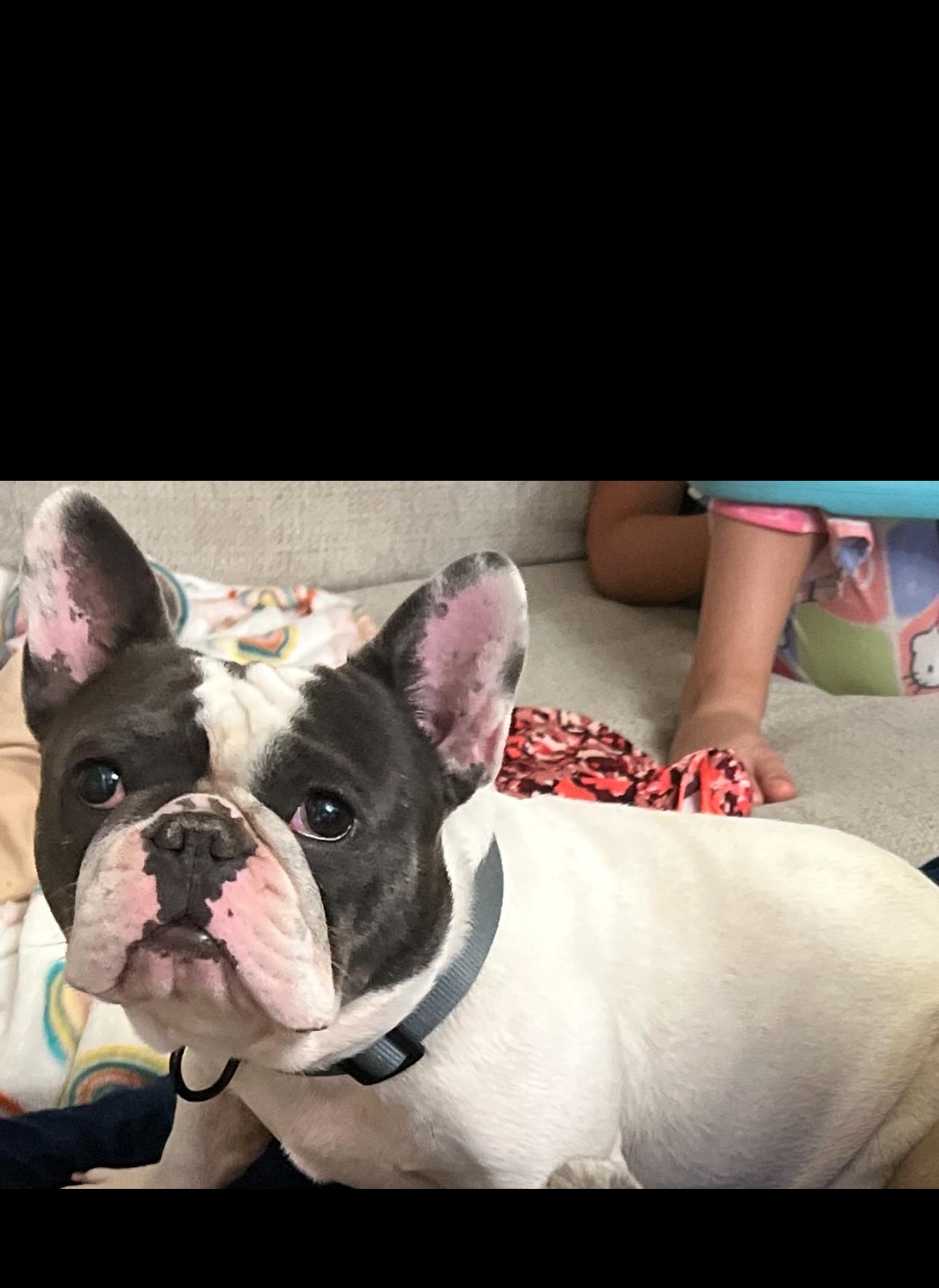 Enlarge Mochi, an adopted French Bulldog in Oakdale, CA image 3/5