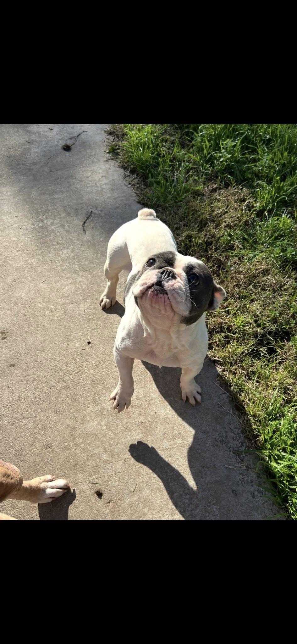Enlarge Mochi, an adopted French Bulldog in Oakdale, CA image 5/5